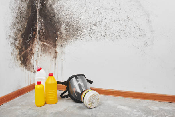 Best Mold Remediation for Specific Building Types in Sandia Knolls, NM