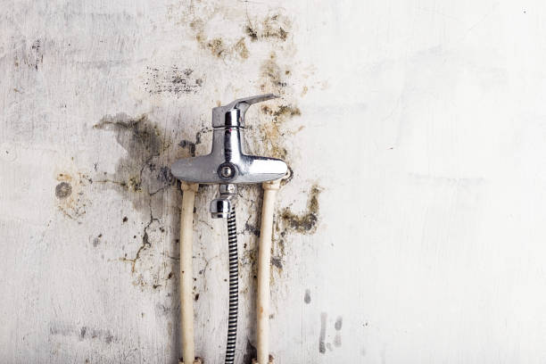 Best Mold Remediation for Schools in Sandia Knolls, NM