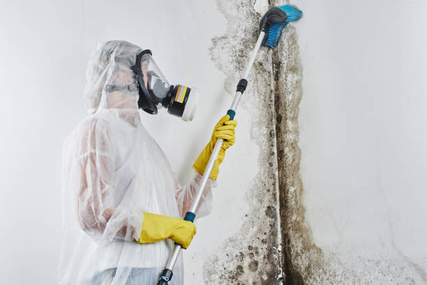 Best Post-Flood Mold Remediation in Sandia Knolls, NM