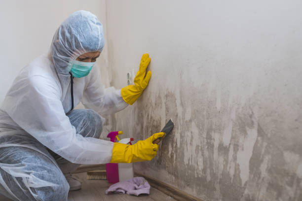 Best Basement Mold Remediation in Sandia Knolls, NM