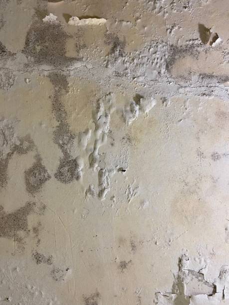 Best Mold Remediation for Specific Building Types in Sandia Knolls, NM