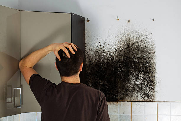 Professional Mold Remediation in Sandia Knolls, NM
